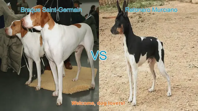 Video thumbnail for Braque Saint-Germain vs. Ratonero Murciano: A Comparison of Two Unique Dog Breeds