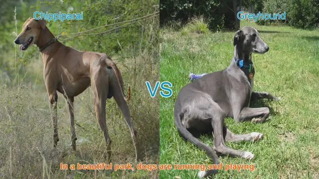 Video thumbnail for Chippiparai vs. Greyhound: A Comparison of Elegance and Speed