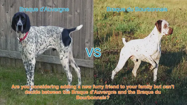 Video thumbnail for Braque d'Auvergne vs. Braque du Bourbonnais: A Comprehensive Comparison