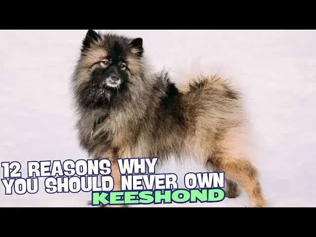 Video thumbnail for 12 Reasons Why You Should Never Own a Keeshond 🚫