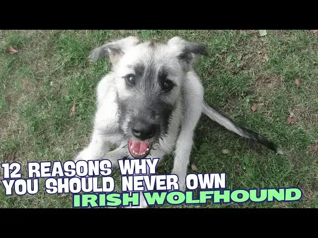 Video thumbnail for 12 Reasons Why You Should Never Own an Irish Wolfhound 🐾