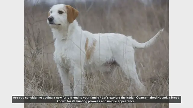 Video thumbnail for Meet the Istrian Coarse-haired Hound: Your Next Loyal Companion