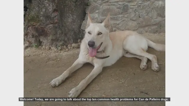 Video thumbnail for Top 10 Common Health Problems in Can de Palleiro Dogs