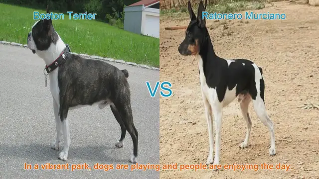 Video thumbnail for Boston Terrier vs. Ratonero Murciano: A Breed Comparison