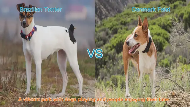 Video thumbnail for Brazilian Terrier vs. Denmark Feist: A Breed Comparison