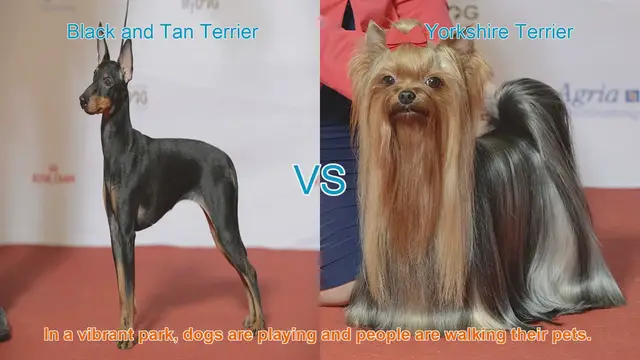 Video thumbnail for Comparing Black and Tan Terrier vs. Yorkshire Terrier: A Guide to Popular Dog Breeds