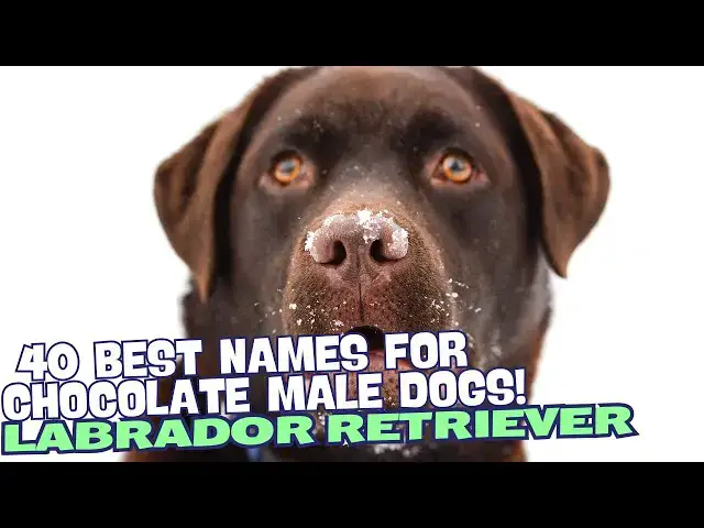 Video thumbnail for 40 Best Names for Chocolate Male Labradors! 🐶💙