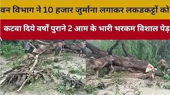 Video thumbnail for हरदोई: वन विभाग ने 10 हजार जुर्माना लगाकर लकडकट्टों को कटवा दिये वर्षो पुराने 2 आम के भारी भरकम पेड़