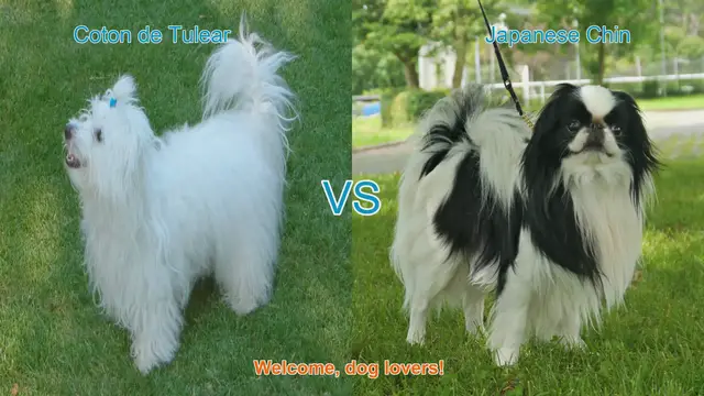 Video thumbnail for Coton de Tulear vs. Japanese Chin: A Comparison of Long-Hair Dog Breeds