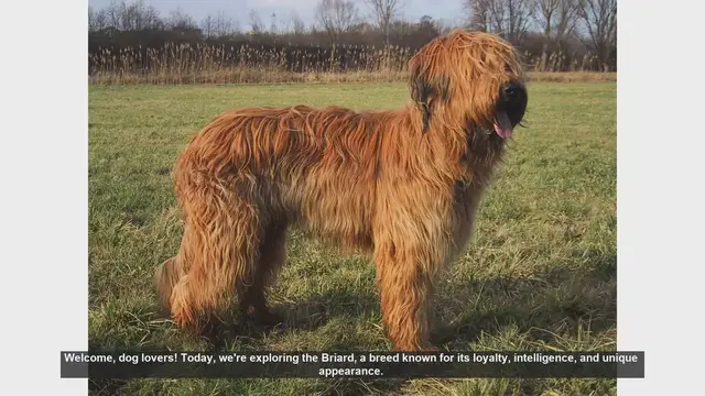 Video thumbnail for Top 10 Fascinating Facts About the Briard Dog