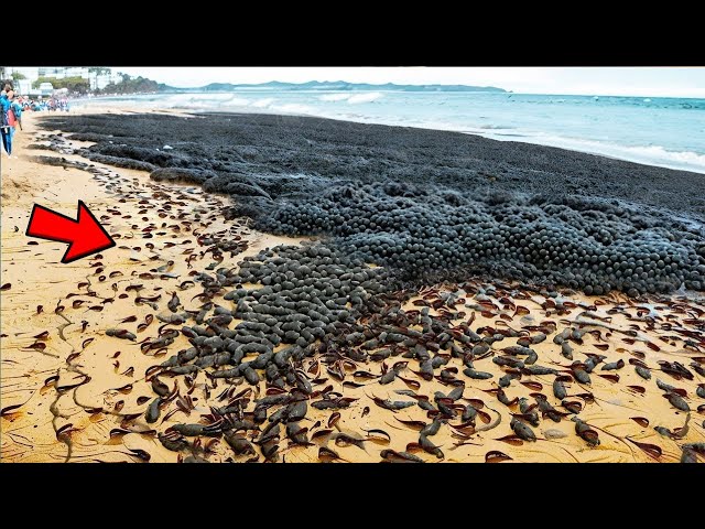 Video thumbnail for Beach-Goers Thought It Was Just Rocks – Then the Screaming Started