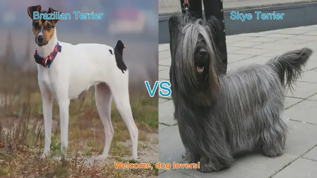 Video thumbnail for Brazilian Terrier vs. Skye Terrier: A Comparison of Two Unique Dog Breeds