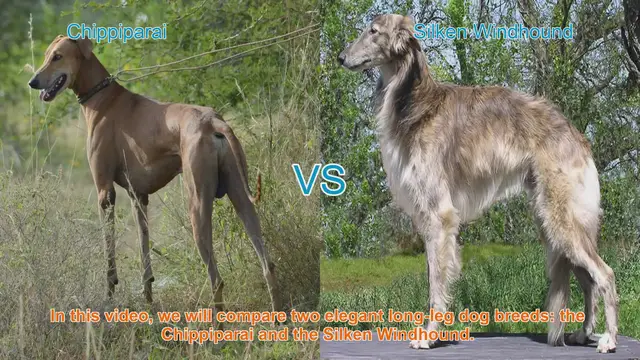 Video thumbnail for Chippiparai vs. Silken Windhound: A Guide to Elegant Long-Leg Dog Breeds