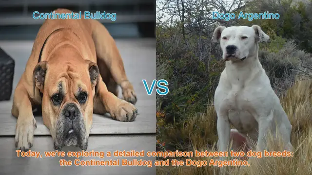 Video thumbnail for Comparing Continental Bulldog and Dogo Argentino: A Detailed Analysis