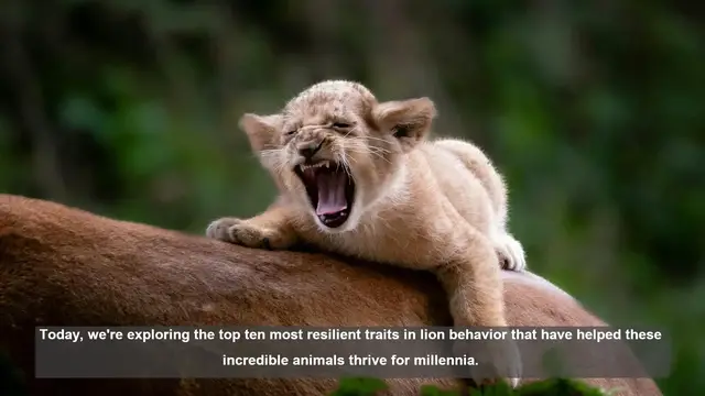Video thumbnail for 10 Resilient Traits of Lions: Survival Secrets of the Savanna's Kings