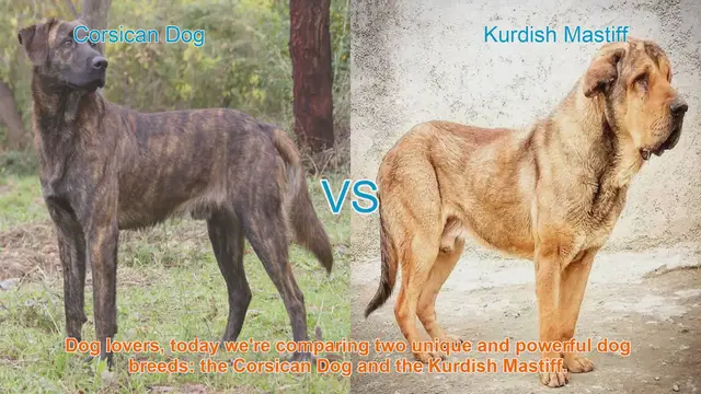 Video thumbnail for Corsican Dog vs. Kurdish Mastiff: A Breed Comparison