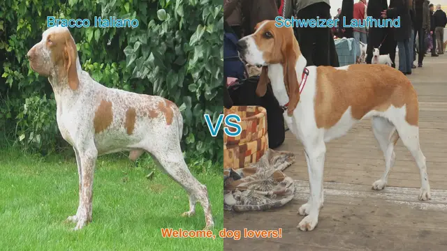 Video thumbnail for Bracco Italiano vs. Schweizer Laufhund: A Comparison of Two Remarkable Dog Breeds