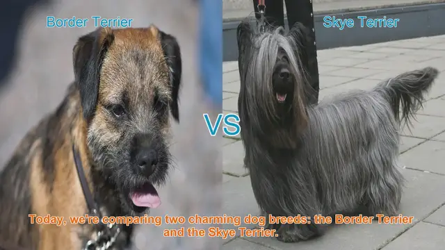 Video thumbnail for Border Terrier vs. Skye Terrier: A Comprehensive Comparison