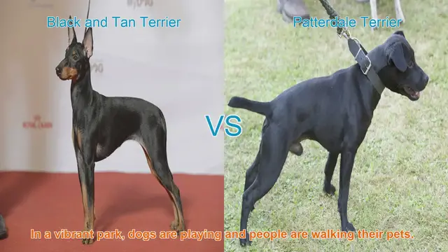 Video thumbnail for Meet the Black and Tan Terrier and Patterdale Terrier: A Comparison of Two Terrier Breeds