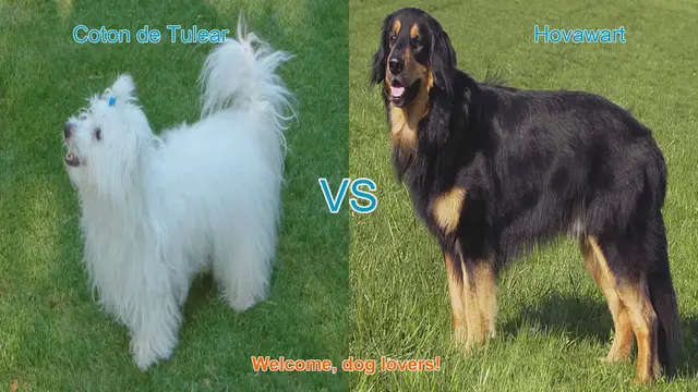 Video thumbnail for Coton de Tulear vs. Hovawart: A Comparison of Long-Hair Dog Breeds
