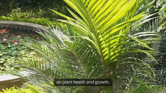 Video thumbnail for Trees Shading Garden Plants