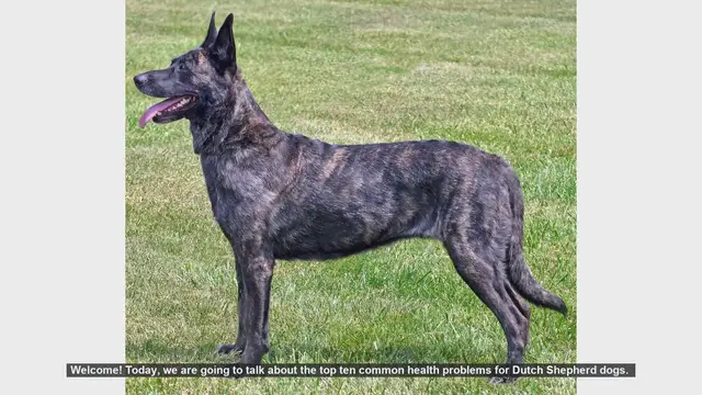 Video thumbnail for Top 10 Common Health Problems in Dutch Shepherd Dogs