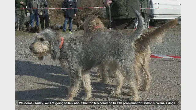 Video thumbnail for Top 10 Common Health Problems in Griffon Nivernais Dogs