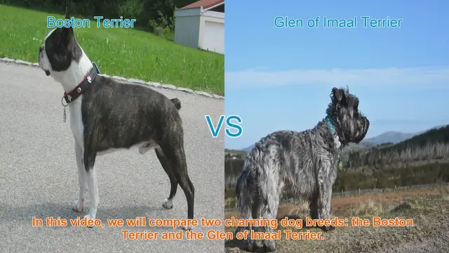 Video thumbnail for Boston Terrier vs. Glen of Imaal Terrier: A Comprehensive Comparison