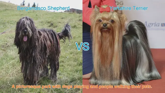 Video thumbnail for Bergamasco Shepherd vs. Yorkshire Terrier: A Comparison of Long-Haired Dog Breeds