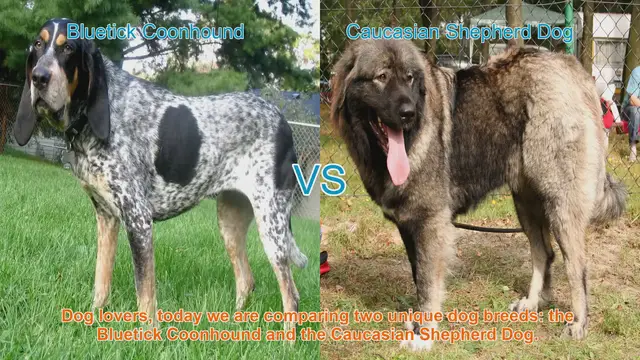 Video thumbnail for Comparing Bluetick Coonhound and Caucasian Shepherd Dog: A Comprehensive Guide