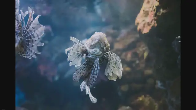'Video thumbnail for Oddball Fish for Aquariums: Unusual and Interesting Species'