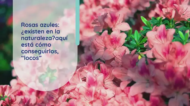 Video thumbnail for Rosas azules: ¿existen en la naturaleza? aquí está cómo conseguirlos, “locos”