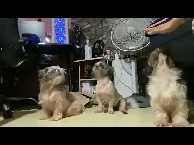 Video thumbnail for Treats is what they are waiting | Treat tike with these cute fellas | Bella is so excited to eat