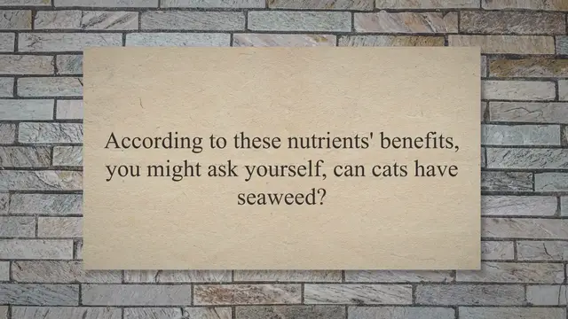Video thumbnail for Can Cats Have Seaweed? Read Before Feed Them!