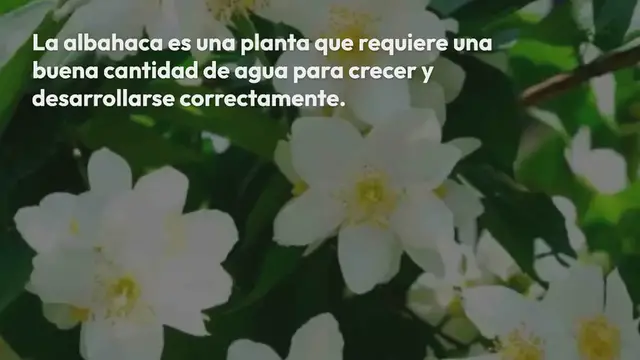 Video thumbnail for ¡Ahorre espacio taEste es el único método correcto para regar la albahaca: aquí está cuálmbién en la casa doblando manteles y ropa de cama!