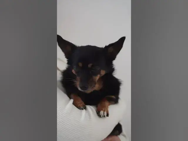 'Video thumbnail for Best of Human  Pets Relationships #5| See the comfort of a puppy in the owner's arms'