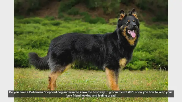 Video thumbnail for How to Groom Your Bohemian Shepherd: Tips for a Happy and Healthy Dog