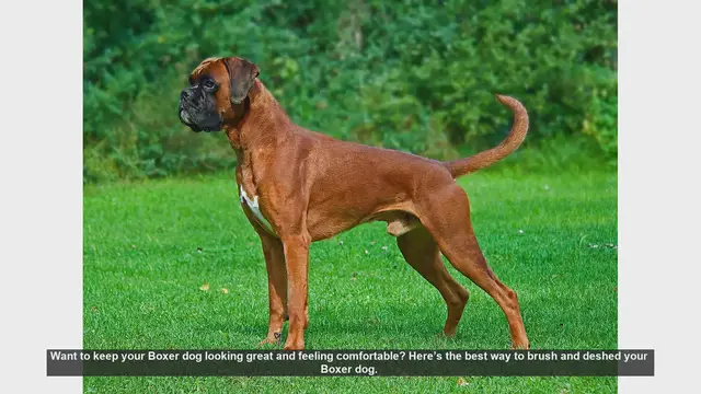 Video thumbnail for How to Brush and Deshed Your Boxer Dog: Tips for a Shiny Coat