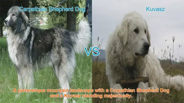 Video thumbnail for Carpathian Shepherd Dog vs. Kuvasz: A Comparison of Two Majestic Long-Hair Breeds