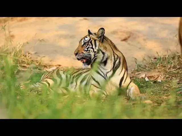 Video thumbnail for How Do Tigers Behave When They’re Hungry or Underfed?