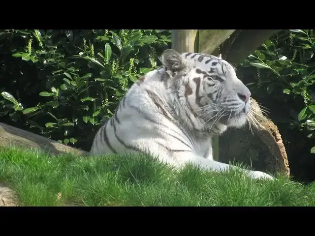 Video thumbnail for How Do Tigers Influence the Behavior of Their Prey?