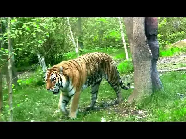 Video thumbnail for How Do Tigers Interpret the Behavior of Other Animals?