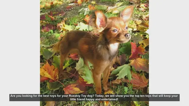 Video thumbnail for Top 10 Toys to Keep Your Russkiy Toy Dog Happy and Entertained