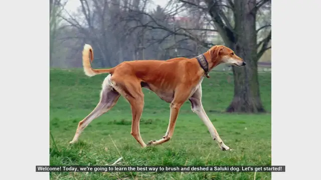 Video thumbnail for How to Brush and Deshed Your Saluki Dog: A Step-by-Step Guide