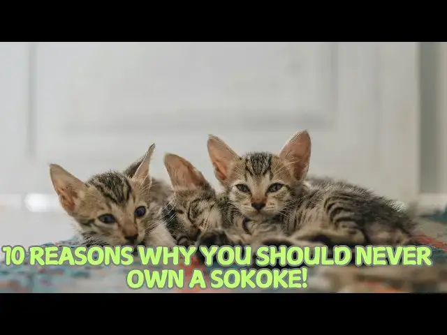 Video thumbnail for 10 Reasons Why You Should Never Own a Sokoke! 🛑