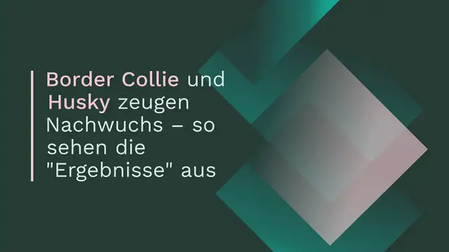 Video thumbnail for Border Collie und Husky zeugen Nachwuchs – so sehen die “Ergebnisse” aus