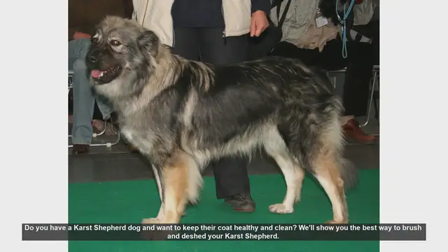 Video thumbnail for How to Brush and Deshed Your Karst Shepherd: A Step-by-Step Guide