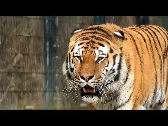 Video thumbnail for How Are Tigers Studied Using Motion Sensor Cameras