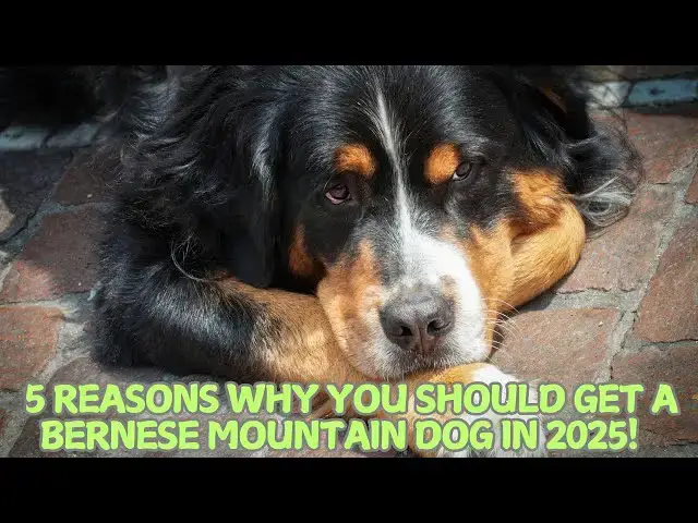 Video thumbnail for 5 Reasons Why You Should Get a Bernese Mountain Dog in 2025! 🐕🏔️