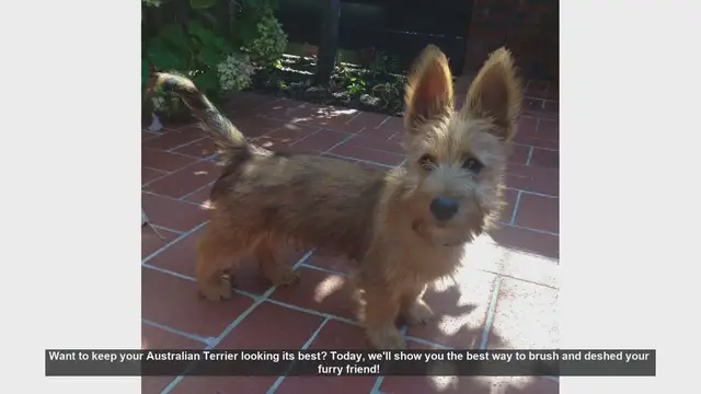 Video thumbnail for How to Brush and Deshed Your Australian Terrier: Step-by-Step Guide